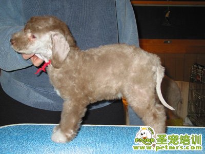 貝靈頓犬