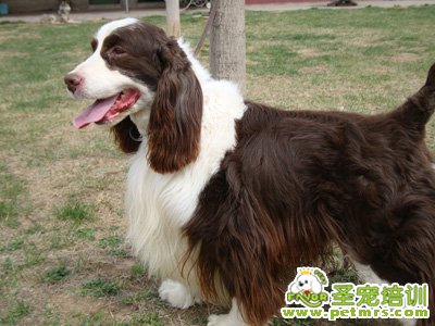 英國史賓格犬