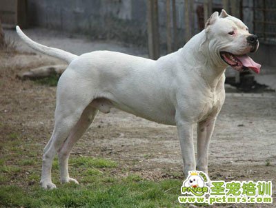 杜高犬