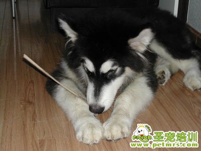 阿拉斯加雪橇犬