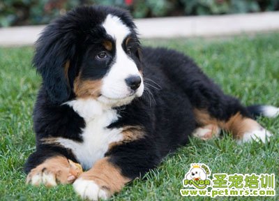 伯恩山犬