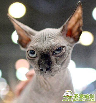 寵物博覽會(huì)上的一只加拿大無(wú)毛貓