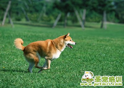 秋田犬