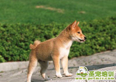 秋田犬
