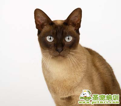 貓咪可愛