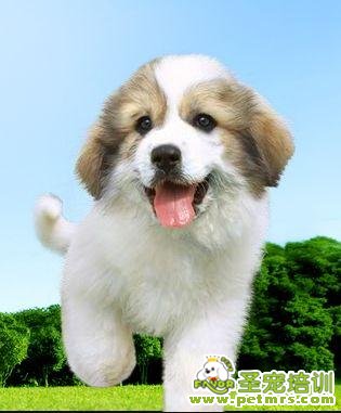何謂狗狗驅蟲和疫苗