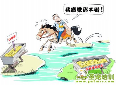 我感覺圣寵培訓機構不錯