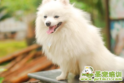 可愛狗狗