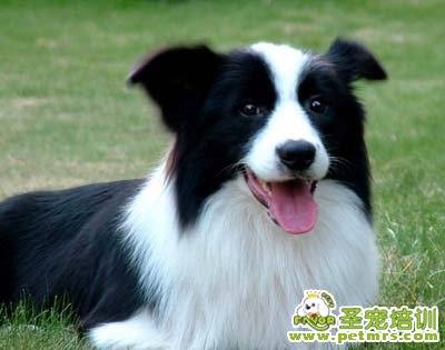 可愛狗狗