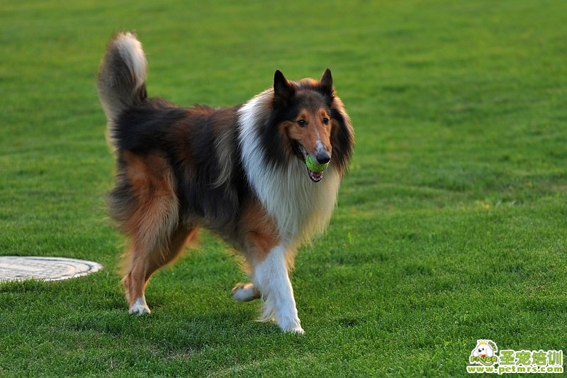 蘇格蘭牧羊犬