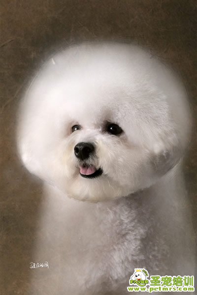 圣寵寵物導師-李博昭-比熊犬美容