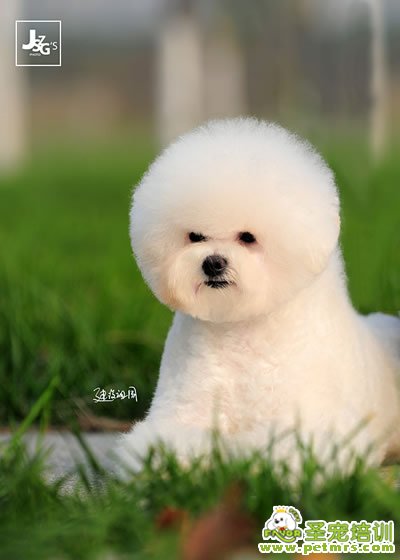 圣寵寵物導(dǎo)師-李博昭-比熊犬美容