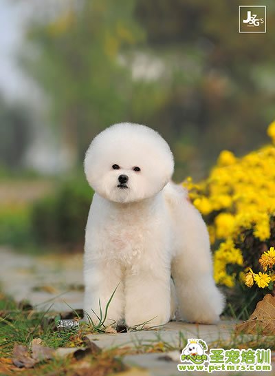 圣寵寵物導師-李博昭-比熊犬美容