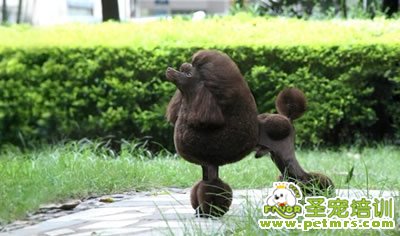 圣寵寵物導師-李博昭-貴賓犬美容