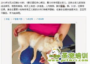 摔狗事件