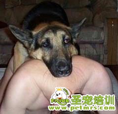 人狗戀情