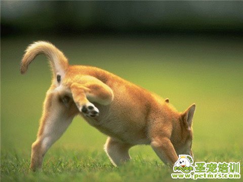 狗狗總喜歡留下自己的氣味