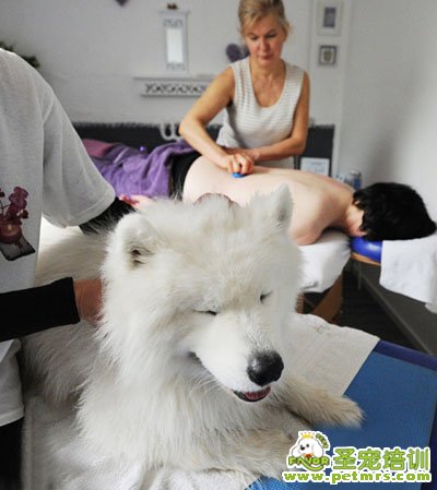 狗狗享受按摩
