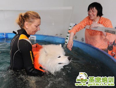 給狗狗洗澡