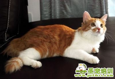 貓咪