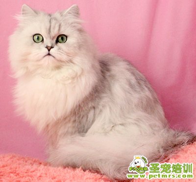 金吉拉貓