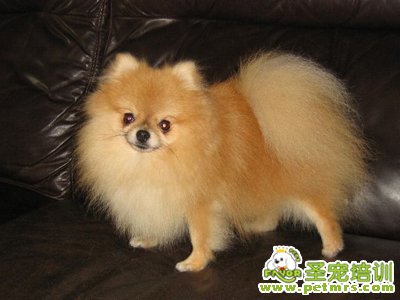 博美犬