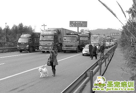 狗狗出車禍主人要負全責