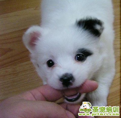 狗狗傷人