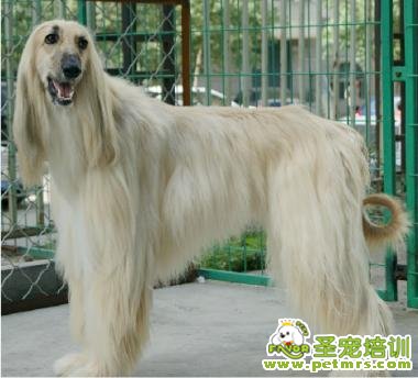 阿富汗犬