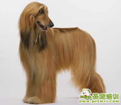 阿富汗犬