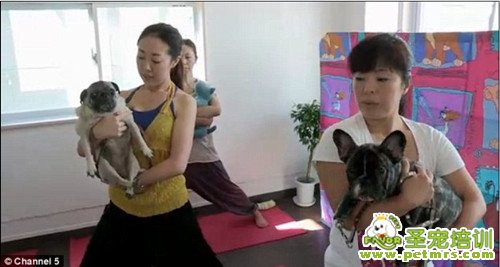 狗狗做瑜伽
