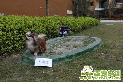 狗狗衛(wèi)生訓練