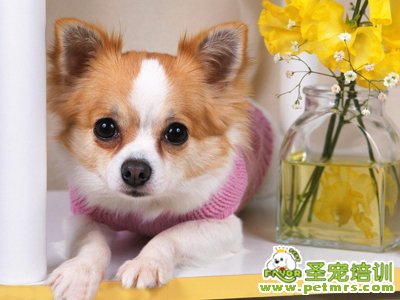 狗狗的動作意圖