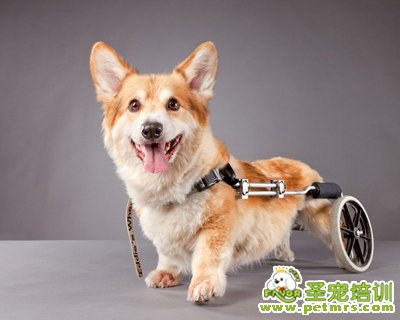 狗狗殘疾