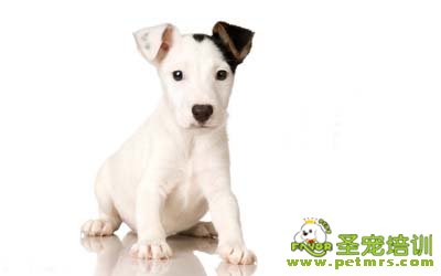 幼犬