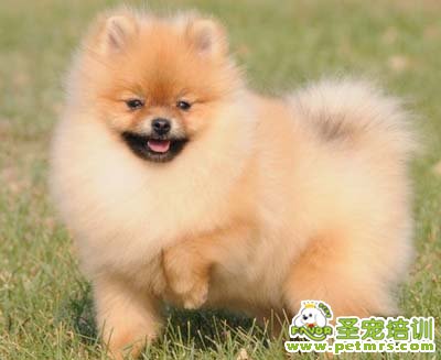 博美犬