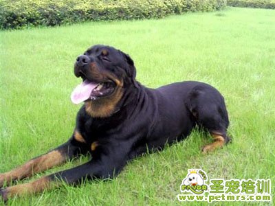 羅威納犬
