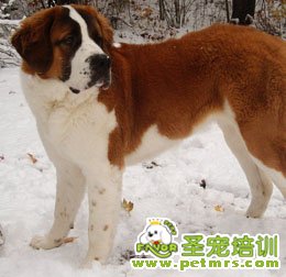 圣伯納犬