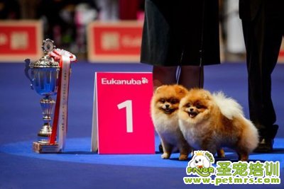 狗狗比賽