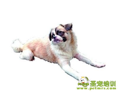 這是誰家的狗狗