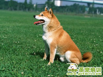 可愛狗狗