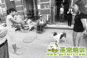 狗狗會數數