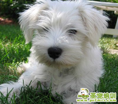 可愛狗狗