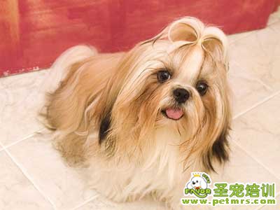 可愛狗狗