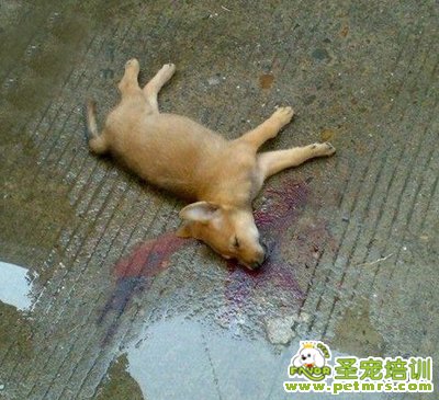 主人當眾摔死狗