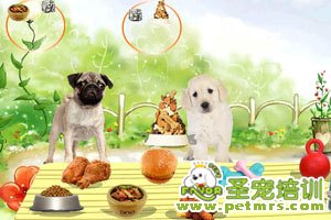寵物喂食技巧