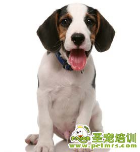 可愛狗狗