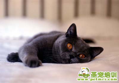 貓咪不愛喝水怎么辦