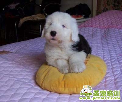 古代牧羊犬