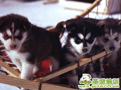阿拉斯加